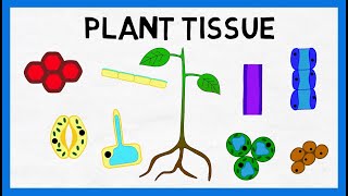 Plant Tissue [upl. by Queen]