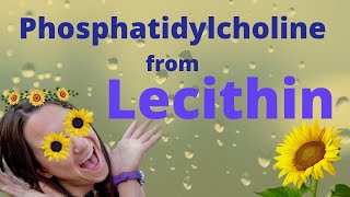 Phosphatidylcholine from Lecithin Brain SUPER Food [upl. by Gall]