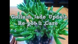 Crassula Gollum Jade plant Update Repot and care [upl. by Eberta]