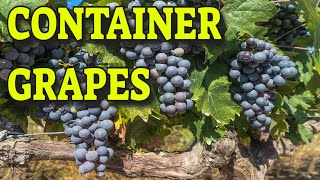 🍇GROWING GRAPES IN CONTAINERS 🍇 WHAT YOU NEED TO KNOW [upl. by Stelu831]