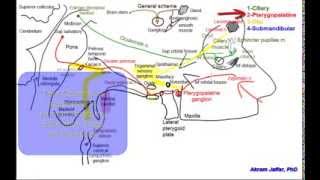 Cranial parasympathetic ganglia [upl. by Jandy922]