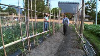 Home Gardening in Japan [upl. by Jack]