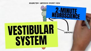 2Minute Neuroscience Vestibular System [upl. by Ellenet]