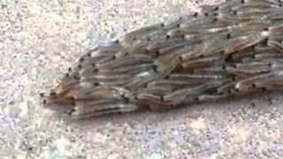 Fungus gnat larvae snake crossing the sidewalk [upl. by Hanshaw25]