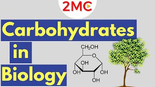 Carbohydrates  Biological Molecules Simplified 1 [upl. by Yrebmik233]