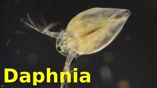 Daphnia [upl. by Oakleil]