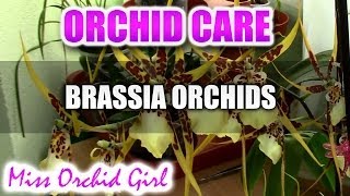 How to care for Brassia Orchids  watering fertilising reblooming [upl. by Frayne862]