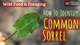 How To Identify Common Sorrel Wild Food amp Foraging [upl. by Alilahk]