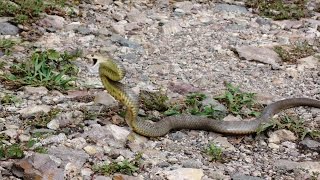 Chased by an Eastern Brown SnakeThe Real Truth [upl. by Dannel]