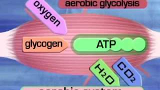 Aerobic System Aerobic glycolysiswmv [upl. by Kcirddec725]