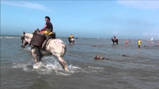 Garnalenvissen met paarden [upl. by Nahtahoj]