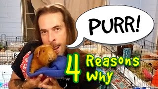 4 Reasons Why Guinea Pigs Purr [upl. by Meijer984]