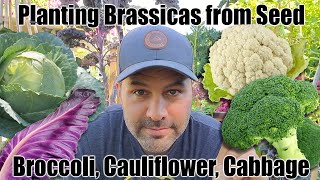 Planting sowing Brassicas From Seed  Cauliflower Broccoli and Cabbage [upl. by Fredrika]