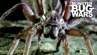 Sydney Funnel Web Vs Wolf Spider  MONSTER BUG WARS [upl. by Caty142]