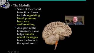 The Medulla Oblongata and Pons [upl. by Darin]