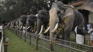 Assignment Asia Elephants of Kerala [upl. by Nahpets]