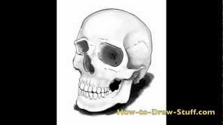 How to Draw a Skull Step by Step [upl. by Prasad]