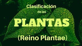 CLASIFICACIÓN DE LAS PLANTAS Reino Plantae [upl. by Ahsac]