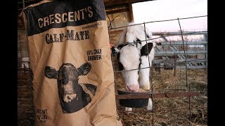 Feeding Calves Grain [upl. by Casteel]