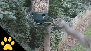 Squirrels Spinning on Bird Feeders Compilation [upl. by Eelhsa834]