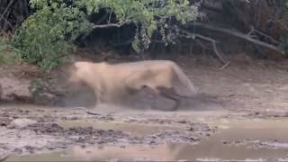 Lion Go Crazy After Being Bitten By A Black Mamba [upl. by Yar]