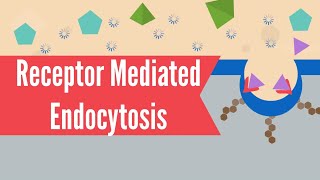 Receptor Mediated Endocytosis [upl. by Bab609]