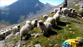 Meet the Valais blacknose sheep [upl. by Won274]