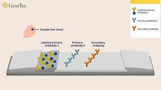 How a Rapid Virus Antigen Test Works [upl. by Gnilrad]