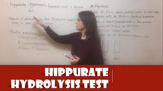 Hippurate Hydrolysis Test [upl. by Hendrickson272]