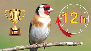 Goldfinch 12h The BEST Song [upl. by Calley]