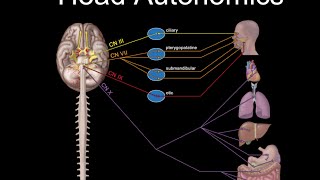 Cranial Nerves and Autonomics [upl. by Pros]