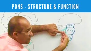 Pons  Structure and Function  Neuroanatomy [upl. by Marva]