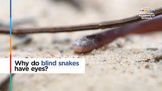 Why do blind snakes have eyes [upl. by Yllom]