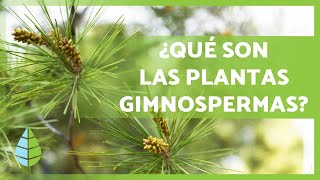 PLANTAS GIMNOSPERMAS 🌲 ¡Características Ejemplos Reproducción y más [upl. by Aliel660]