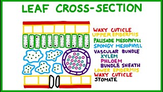 Leaf CrossSection Old version [upl. by De Witt]