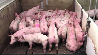 Smart Pig Handling  Part 1 of 2  Basic Pig Behaviour [upl. by Ahseiat]