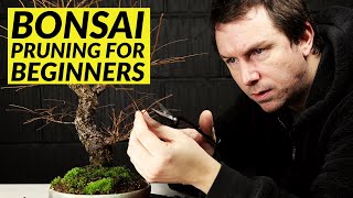 5 Bonsai Pruning Tips for Beginners [upl. by Aehta524]