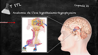 Capsule n°21  laxe hypothalamohypophysaire [upl. by Bresee]