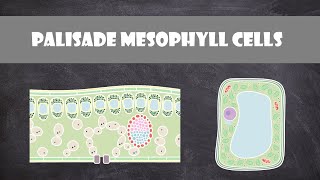 Palisade Mesophyll Cells  Cell Biology [upl. by Nnaaihtnyc]