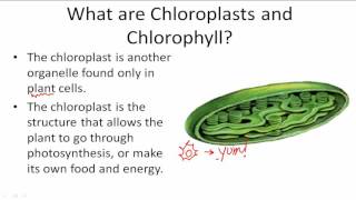 Functions of Chloroplasts and Chlorophyll [upl. by Nyliak]