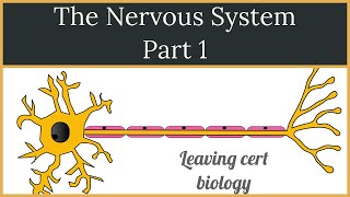 Nervous System Part 1 Leaving Cert Biology [upl. by Reisman]