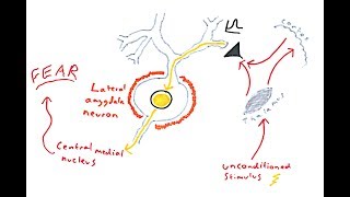 The Amygdala and Fear Conditioning [upl. by Linnell]