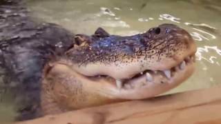 Two Alligators Bellowing at The Reptile Zoo [upl. by Eirena342]