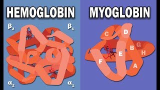 HEMOGLOBIN AND MYOGLOBIN BIOCHEMISTRY [upl. by Tilney686]