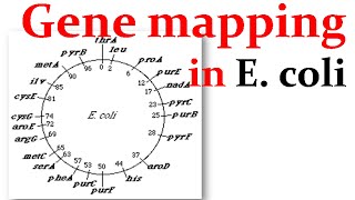 Gene mapping in Ecoli [upl. by Meenen]