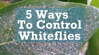 5 Ways to Control Whiteflies [upl. by Adnirol268]