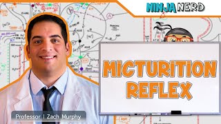 Renal  Micturition Reflex [upl. by Niram524]