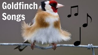 GOLDFINCH SONGS MP3 [upl. by Eedrahs231]