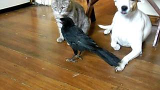 BIRD FEEDS CAT amp DOG [upl. by Veradis]