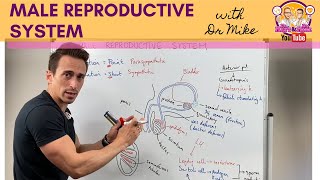 Male Reproductive System Explained [upl. by Aluk295]